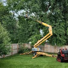 Professional Tree Care in West Point, NY