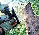 Best Utility Line Clearance  in West Point, NY
