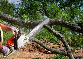 Best Stump Grinding and Removal  in West Point, NY