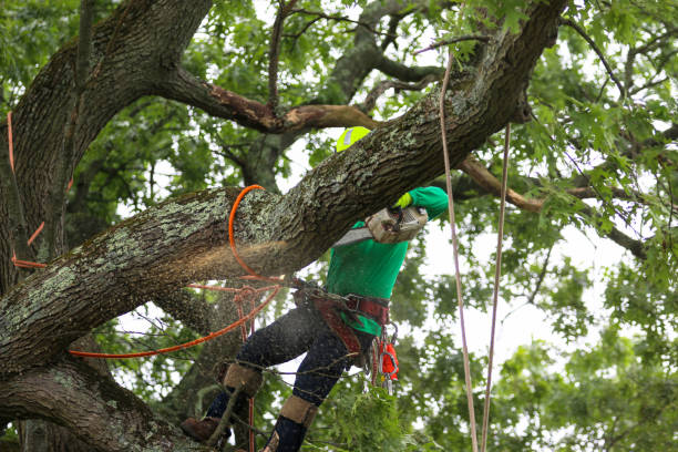 Best Root Management and Removal  in West Point, NY